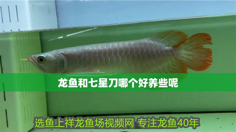 龍魚和七星刀哪個好養些呢