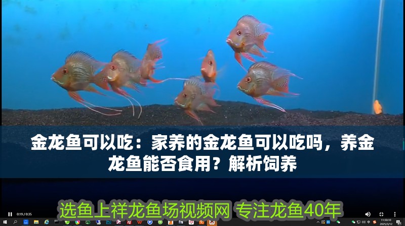 金龍魚可以吃：家養的金龍魚可以吃嗎，養金龍魚能否食用？解析飼養