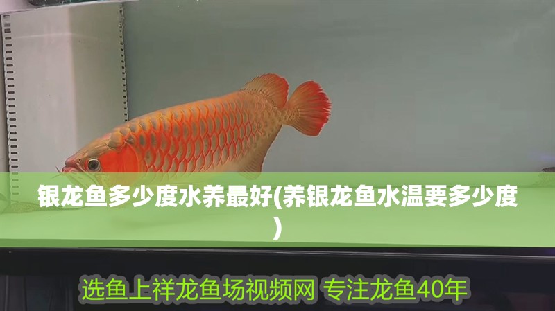 銀龍魚多少度水養(yǎng)最好(養(yǎng)銀龍魚水溫要多少度)