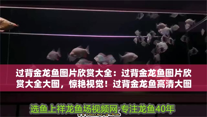 過背金龍魚圖片欣賞大全：過背金龍魚圖片欣賞大全大圖，驚艷視覺！過背金龍魚高清大圖欣賞大全
