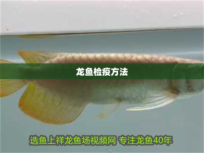 龍魚(yú)檢疫方法