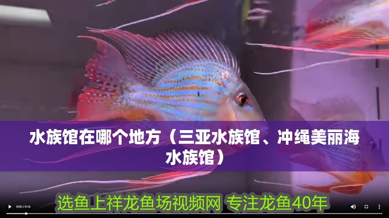 水族館在哪個(gè)地方（三亞水族館、沖繩美麗海水族館）