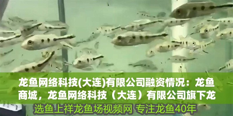龍魚網絡科技(大連)有限公司融資情況：龍魚商城，龍魚網絡科技（大連）有限公司旗下龍魚商城融資動態