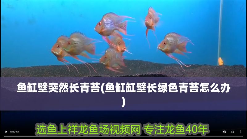 魚缸壁突然長青苔(魚缸缸壁長綠色青苔怎么辦)