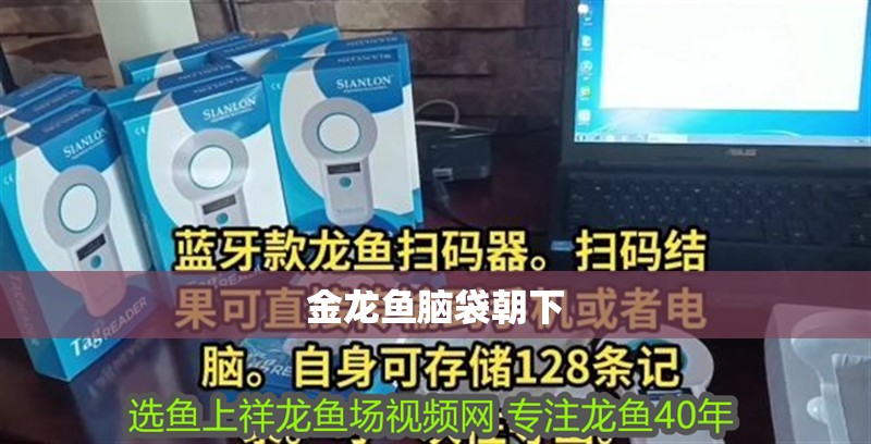 金龍魚腦袋朝下 龍魚百科 第2張 金龍魚腦袋朝下 金龍魚腦袋朝下 龍魚百科 第2張
