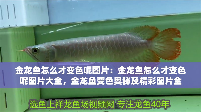 金龍魚怎么才變色呢圖片：金龍魚怎么才變色呢圖片大全，金龍魚變色奧秘及精彩圖片全