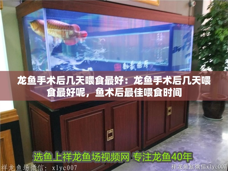 龍魚手術后幾天喂食最好：龍魚手術后幾天喂食最好呢，魚術后最佳喂食時間
