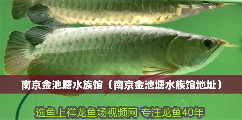 南京金池塘水族館（南京金池塘水族館地址） 南京金池塘水族館（南京金池塘水族館地址） 全國水族館企業名錄 第2張