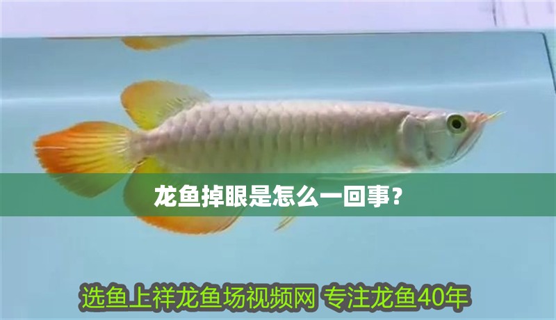 龍魚掉眼是怎么一回事？