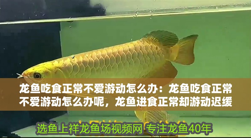龍魚吃食正常不愛游動(dòng)怎么辦：龍魚吃食正常不愛游動(dòng)怎么辦呢，龍魚進(jìn)食正常卻游動(dòng)遲緩？