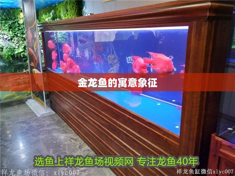 金龍魚的寓意象征 金龍魚的寓意象征 龍魚百科 第2張