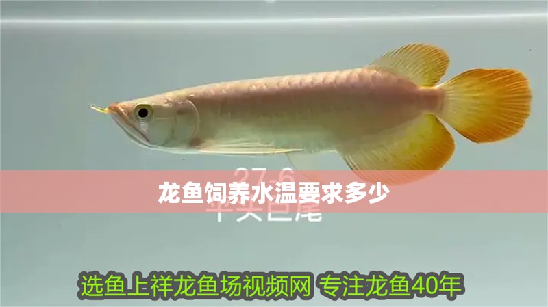 龍魚飼養(yǎng)水溫要求多少