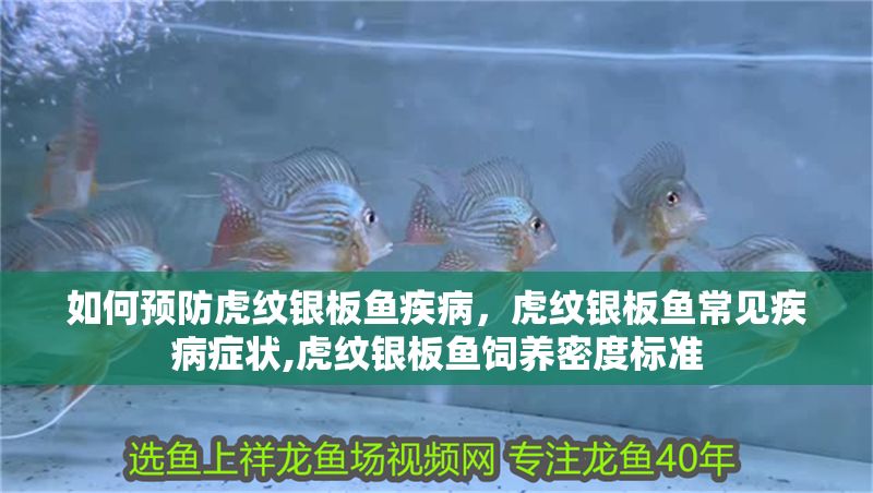 如何預(yù)防虎紋銀板魚(yú)疾病，虎紋銀板魚(yú)常見(jiàn)疾病癥狀,虎紋銀板魚(yú)飼養(yǎng)密度標(biāo)準(zhǔn)