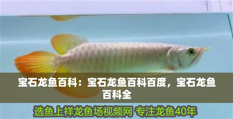 寶石龍魚百科：寶石龍魚百科百度，寶石龍魚百科全
