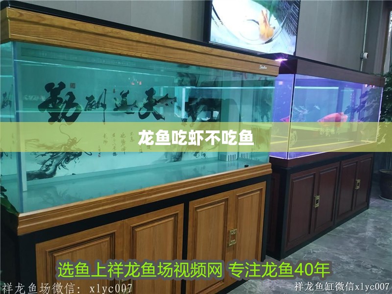 龍魚吃蝦不吃魚
