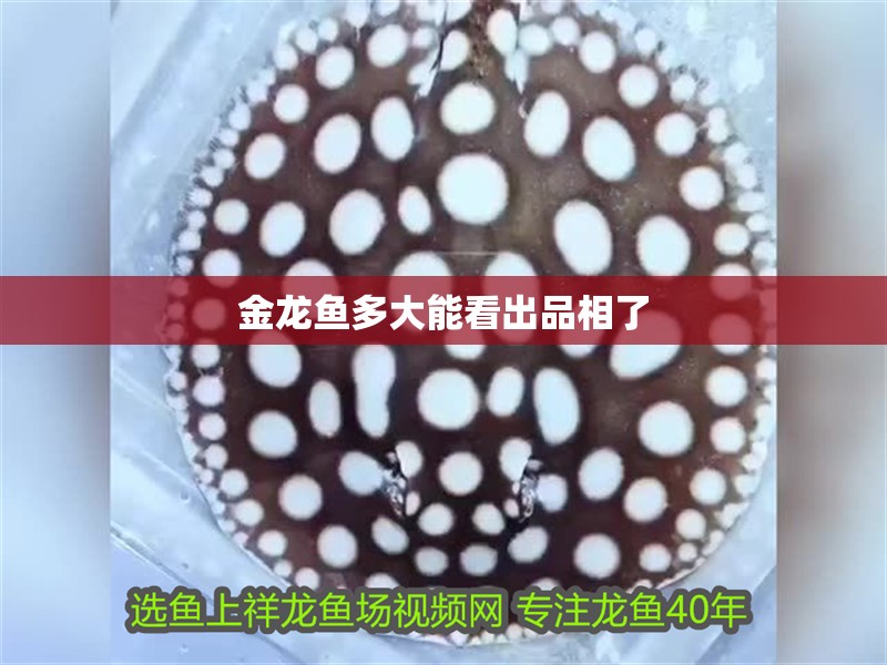 金龍魚多大能看出品相了