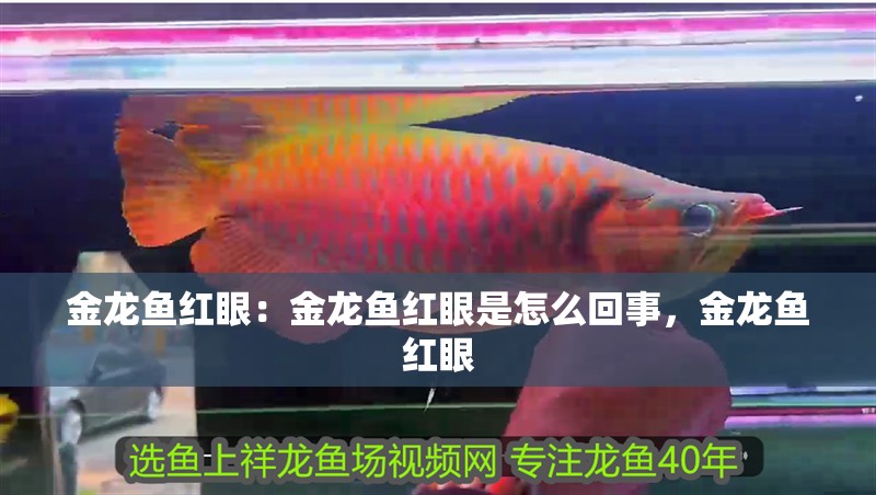 金龍魚紅眼：金龍魚紅眼是怎么回事，金龍魚紅眼