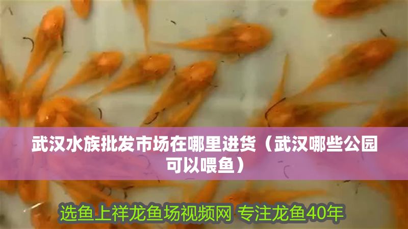 武漢水族批發市場在哪里進貨（武漢哪些公園可以喂魚）