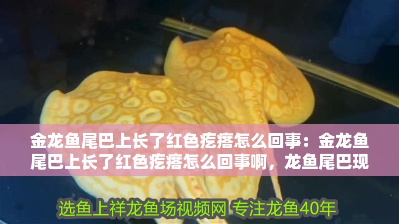 金龍魚尾巴上長了紅色疙瘩怎么回事：金龍魚尾巴上長了紅色疙瘩怎么回事啊，龍魚尾巴現紅色