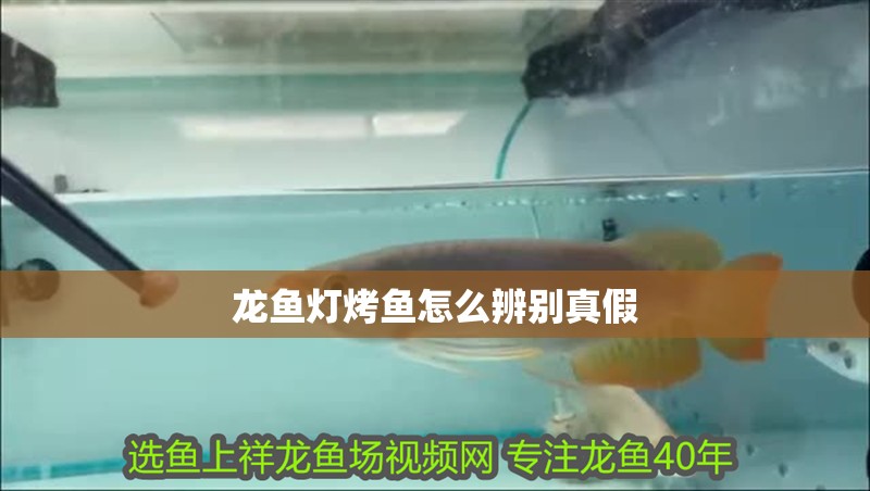 龍魚燈烤魚怎么辨別真假