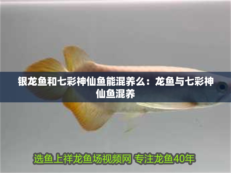 銀龍魚和七彩神仙魚能混養(yǎng)么：龍魚與七彩神仙魚混養(yǎng)