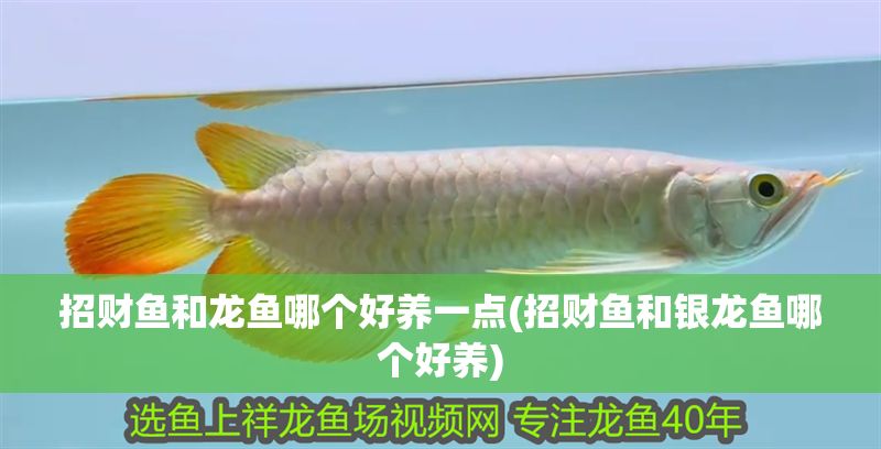 招財魚和龍魚哪個好養一點(招財魚和銀龍魚哪個好養)