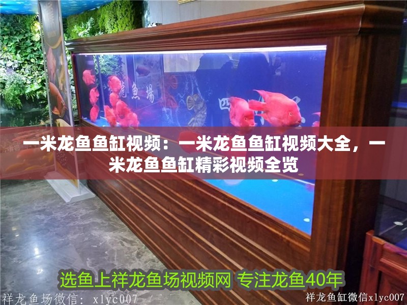一米龍魚魚缸視頻：一米龍魚魚缸視頻大全，一米龍魚魚缸精彩視頻全覽