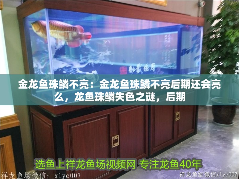 金龍魚珠鱗不亮：金龍魚珠鱗不亮后期還會亮么，龍魚珠鱗失色之謎，后期