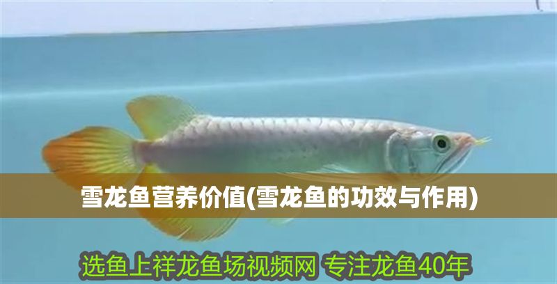 雪龍魚營養價值(雪龍魚的功效與作用)