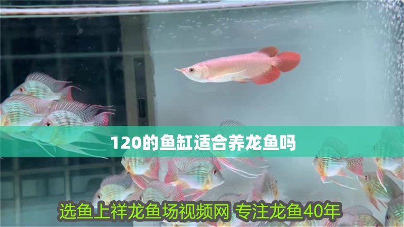 120的魚缸適合養龍魚嗎