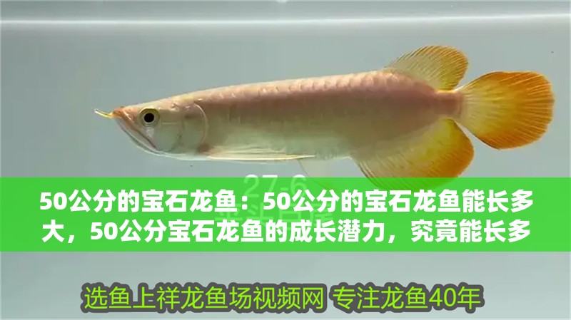 50公分的寶石龍魚(yú)：50公分的寶石龍魚(yú)能長(zhǎng)多大，50公分寶石龍魚(yú)的成長(zhǎng)潛力，究竟能長(zhǎng)多大？