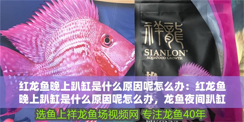 紅龍魚晚上趴缸是什么原因呢怎么辦：紅龍魚晚上趴缸是什么原因呢怎么辦，龍魚夜間趴缸成因解析與