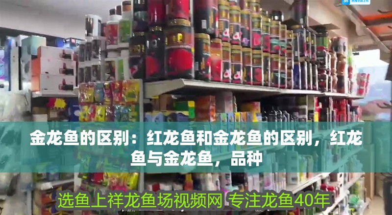 金龍魚的區別：紅龍魚和金龍魚的區別，紅龍魚與金龍魚，品種