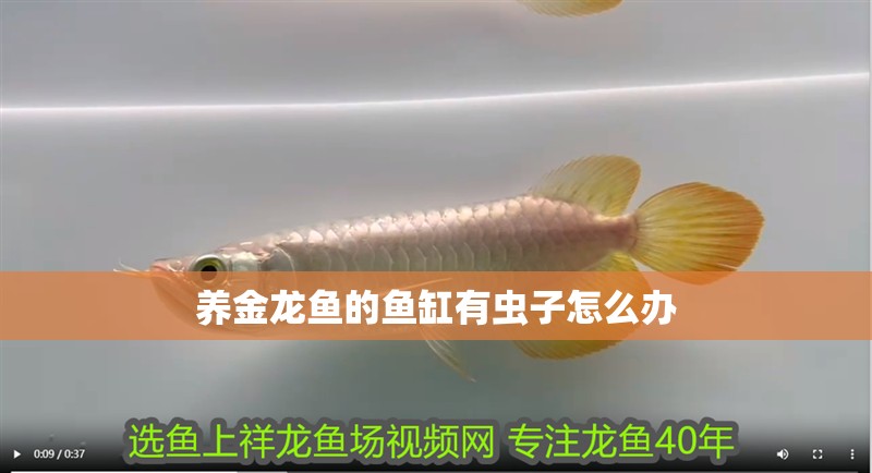養(yǎng)金龍魚的魚缸有蟲子怎么辦