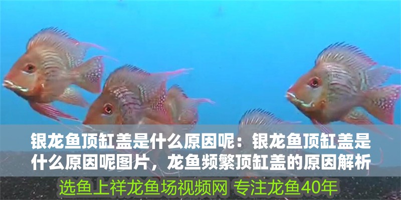 銀龍魚頂缸蓋是什么原因呢：銀龍魚頂缸蓋是什么原因呢圖片，龍魚頻繁頂缸蓋的原因解析與