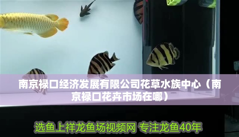 南京祿口經濟發展有限公司花草水族中心（南京祿口花卉市場在哪）