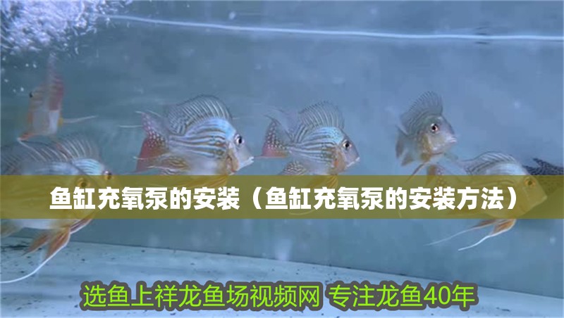 魚缸充氧泵的安裝（魚缸充氧泵的安裝方法）