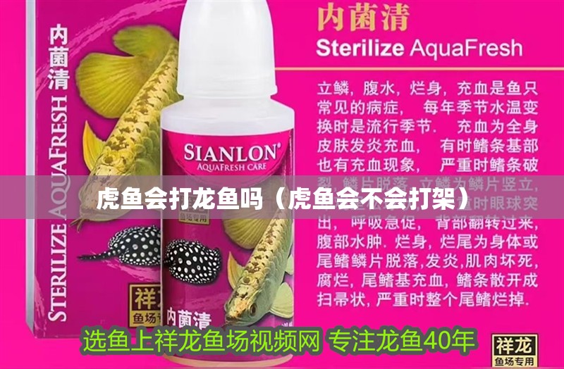 虎魚會打龍魚嗎（虎魚會不會打架）