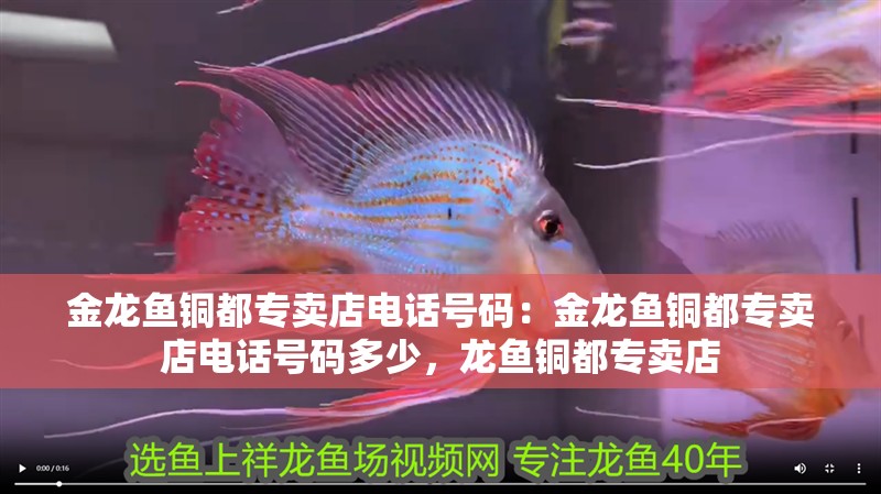 金龍魚銅都專賣店電話號碼：金龍魚銅都專賣店電話號碼多少，龍魚銅都專賣店