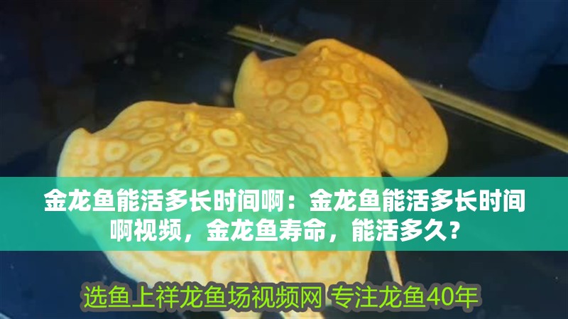 金龍魚能活多長時(shí)間啊：金龍魚能活多長時(shí)間啊視頻，金龍魚壽命，能活多久？