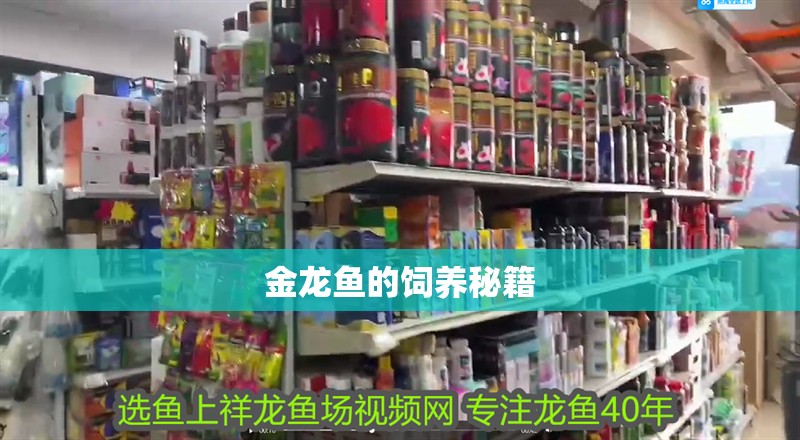 金龍魚的飼養秘籍