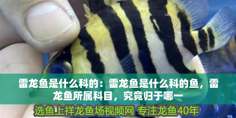 雷龍魚是什么科的：雷龍魚是什么科的魚，雷龍魚所屬科目，究竟歸于哪一