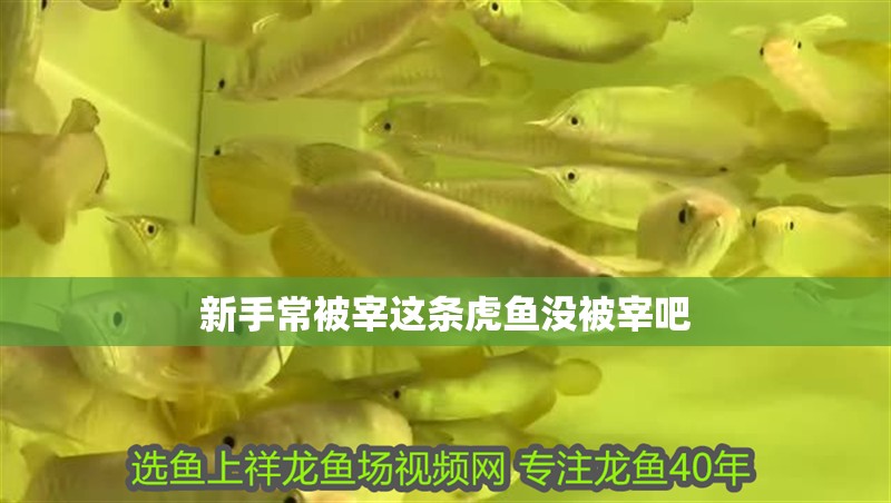 新手常被宰這條虎魚沒被宰吧