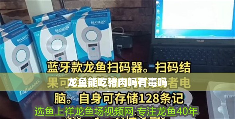 龍魚(yú)能吃豬肉嗎有毒嗎