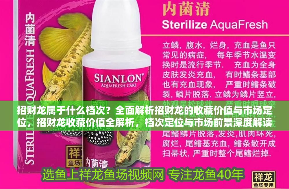 招財龍屬于什么檔次？全面解析招財龍的收藏價值與市場定位，招財龍收藏價值全解析，檔次定位與市場前景深度解讀