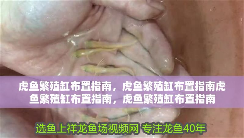 虎魚繁殖缸布置指南，虎魚繁殖缸布置指南虎魚繁殖缸布置指南，虎魚繁殖缸布置指南