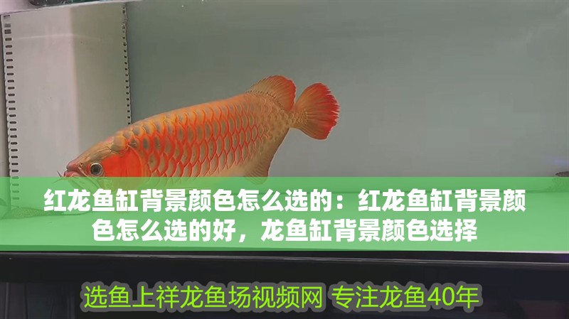 紅龍魚缸背景顏色怎么選的：紅龍魚缸背景顏色怎么選的好，龍魚缸背景顏色選擇