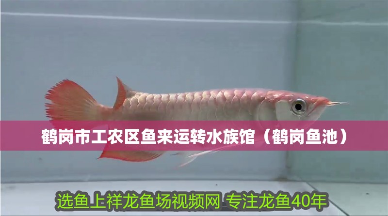 鶴崗市工農區魚來運轉水族館（鶴崗魚池）