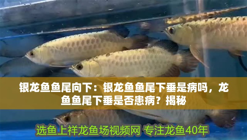 銀龍魚魚尾向下：銀龍魚魚尾下垂是病嗎，龍魚魚尾下垂是否患病？揭秘