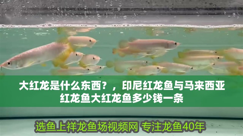 大紅龍是什么東西？，印尼紅龍魚與馬來西亞紅龍魚大紅龍魚多少錢一條